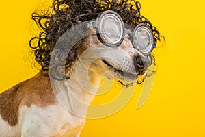 Smiling Smart professor nerd dog portrait in black curly wig and glasses. Funny pet. Yellow background