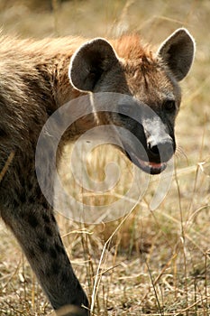 Smiling Spotted Hyena