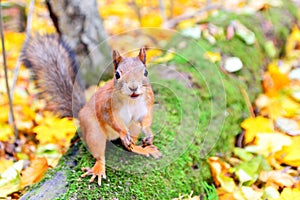 Smiling squirrel in autumn