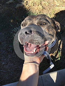 Smiling staffy getting pat  from owner
