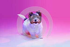 Smiling. Studio image of cute little Biewer Yorkshire Terrier, dog, puppy, posing over pink background in neon light