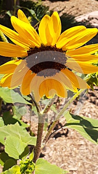 Smiling Sun Flower