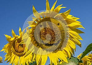 Smiling sunflowers, sunflower flowers depict a smile close-up