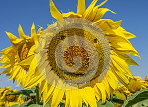 Smiling sunflowers, sunflower flowers depict a smile close-up