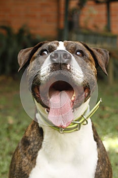 Smiling and sweetest dog photo