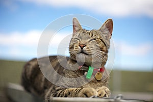 Smiling tabby cat