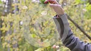 Smiling teenager girl holding autumn leaves s and throwing up in autumn forest