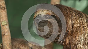 Smiling three-toed Sloth, Costa Rica Sanctuary