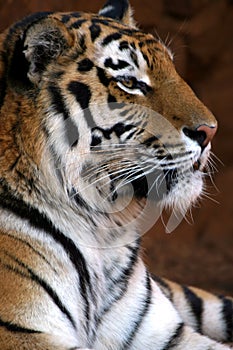 Smiling tiger portrait