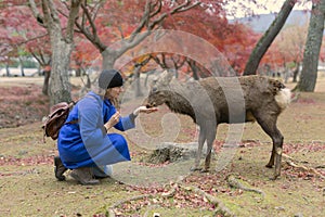 Smiling tourist woman hands food to a deer in Nara city, Japan. Female traveler feeding wild animals in Nara grassy park. Japan