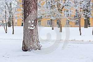 Smiling tree on Christmas