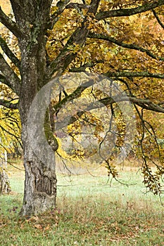 Smiling Tree in the Fall