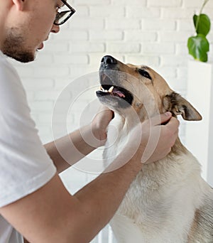 Smiling vet examining and brushing mixed breed dog