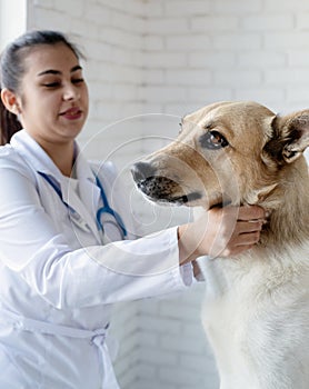 Smiling vet examining and brushing mixed breed dog. Pet portrait