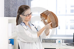 Smiling vet examining rabbit