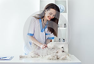 Smiling veterinarian doctor examining cute white dog in clinic