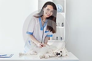 Smiling veterinarian doctor examining cute white dog in clinic