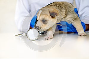 Smiling veterinarian examining a cute dog in medical office.Pet care in veterinary clinic. Mongrel, purebred dog.Nibbles