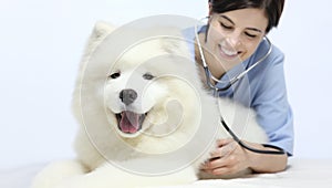 Smiling Veterinarian examining dog on table