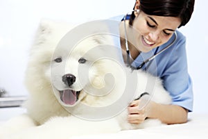 Smiling Veterinarian examining dog on table in vet clinic
