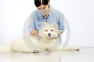 Smiling Veterinarian examining dog on table in vet clinic