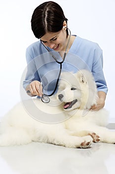 Smiling Veterinarian examining dog on table in vet clinic