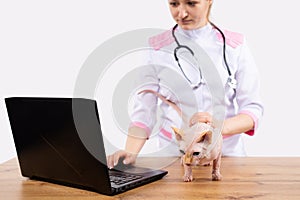 Smiling veterinarian examining sphinx cat diagnosis consultation online at laptop. Vet doctor curing cute pets