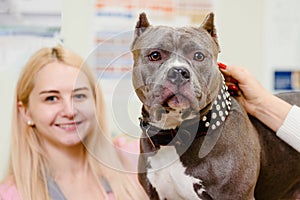 Smiling veterinarian with pitbull