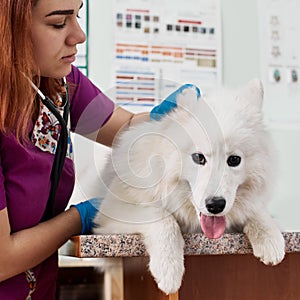 Smiling veterinarian with Samoyed