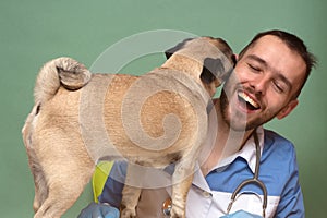 Smiling veterinarian with stethoscope loving pug dog in hospital after checkup. Cute puppy dog licks the vet in gratitude for the