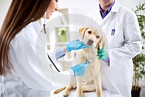 Smiling veterinary examining dog photo