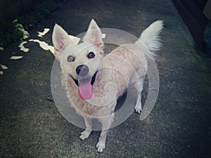 Smiling white puffy pulin dog