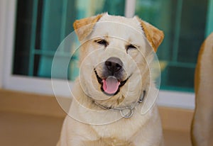 Smiling white Thai dog
