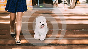 Smiling White West Highland White Terrier, Westie, Westy, Dog