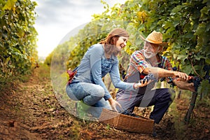 Smiling winegrower couple working together