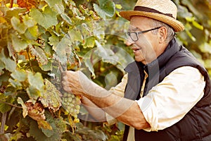 Smiling winemaker harvest the grape at his vineyard