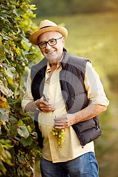 Smiling winemaker harvest the grape at his vineyard