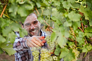 Smiling winemaker harvesting grapes