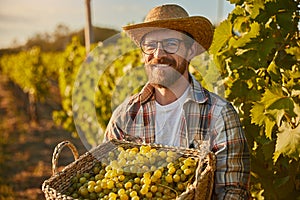 Smiling winemaker harvesting grapes in countryside