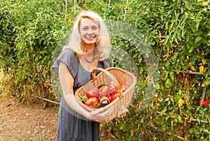 Smiling woman with a basket of harvested freshly tomatoes in the vegetable garden