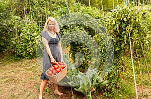 Smiling woman with a basket of harvested freshly tomatoes in the vegetable garden