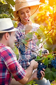 Smiling woman eating grape while man picking grapes