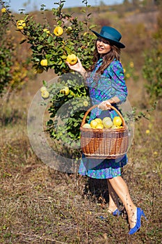 Smiling woman with full basket colecting fruits at plantation of quinces