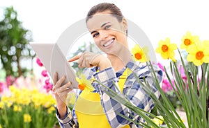 Smiling woman in garden of flowers daffodils touch screen of digital tablet, spring concept and internet search