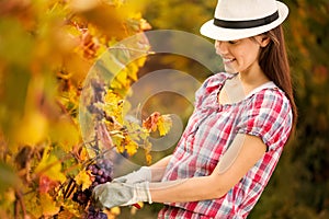 Smiling woman harvesting grapes