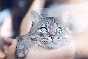 Smiling woman at home holding her lovely fluffy cat.  Pets and lifestyle concept.