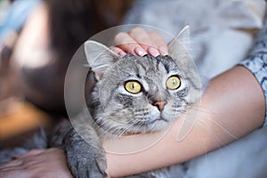 Smiling woman at home holding her lovely fluffy cat.  Pets and lifestyle concept.