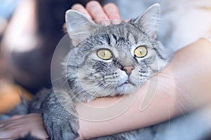 Smiling woman at home holding her lovely fluffy cat.  Pets and lifestyle concept.