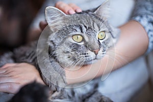 Smiling woman at home holding her lovely fluffy cat.  Pets and lifestyle concept.