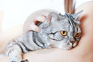 Smiling woman at home holding her lovely fluffy cat.  Pets and lifestyle concept.